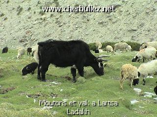 légende: Moutons et yak a Lartsa Ladakh
qualityCode=raw
sizeCode=half

Données de l'image originale:
Taille originale: 162691 bytes
Temps d'exposition: 1/60 s
Diaph: f/400/100
Heure de prise de vue: 2002:06:24 15:14:44
Flash: non
Focale: 151/10 mm

